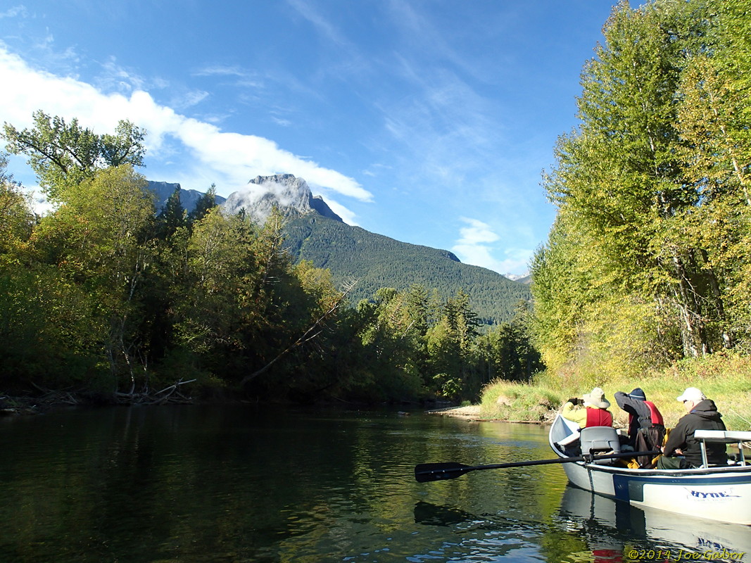 Grizzly Bear Drift Tour #2