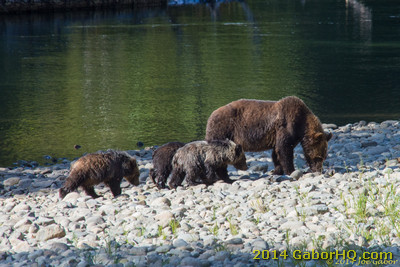 Sow and 3 cubs