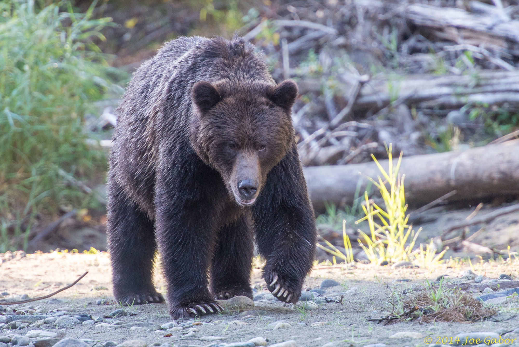 Bella Coola, BC