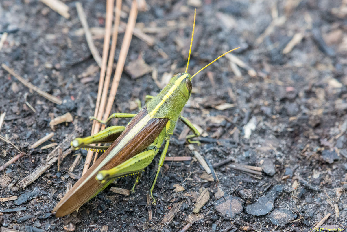 Obscure Bird Grasshopper
(Schistocerca obscura)