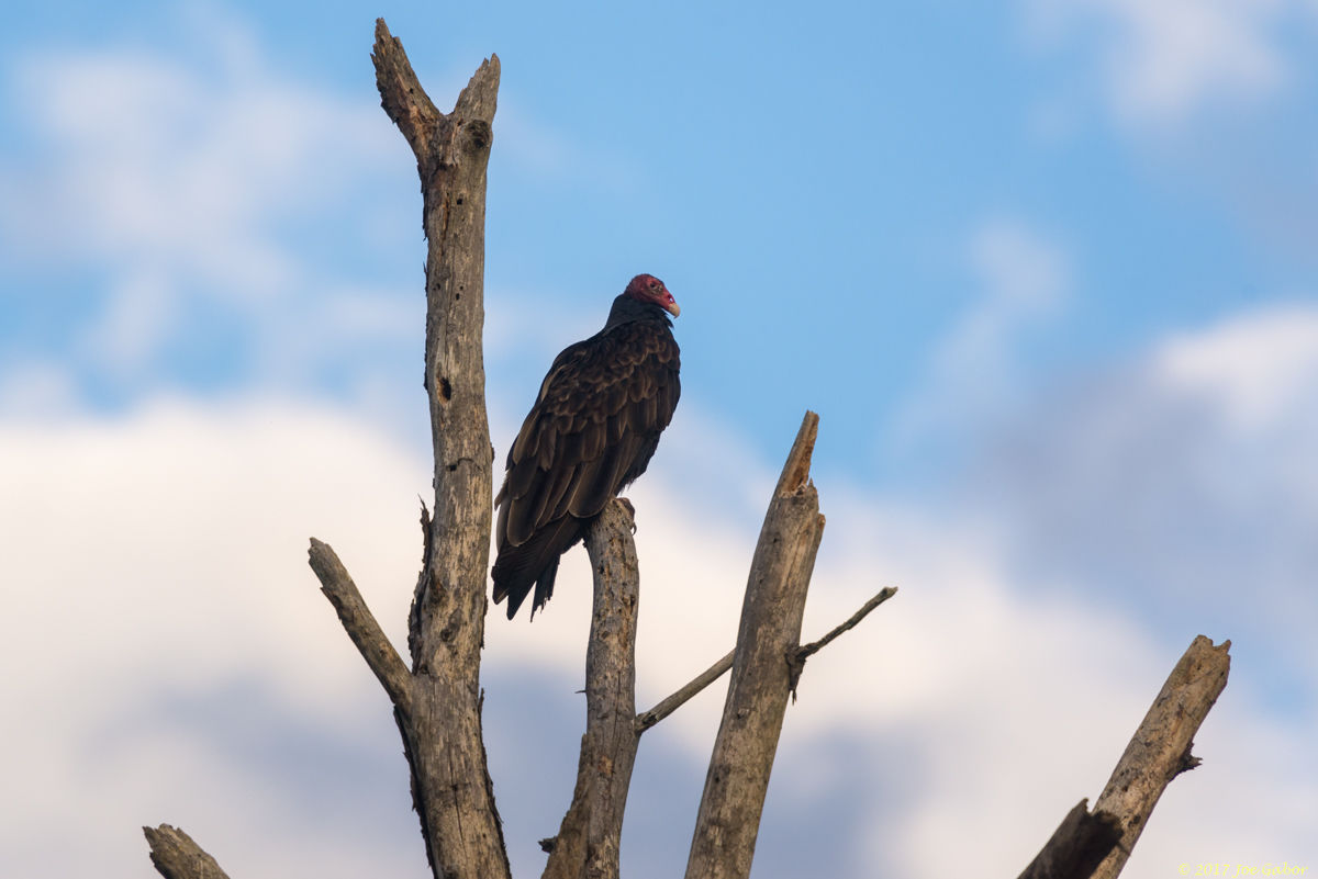 Turkey Vulture
(Cathartes aura)
