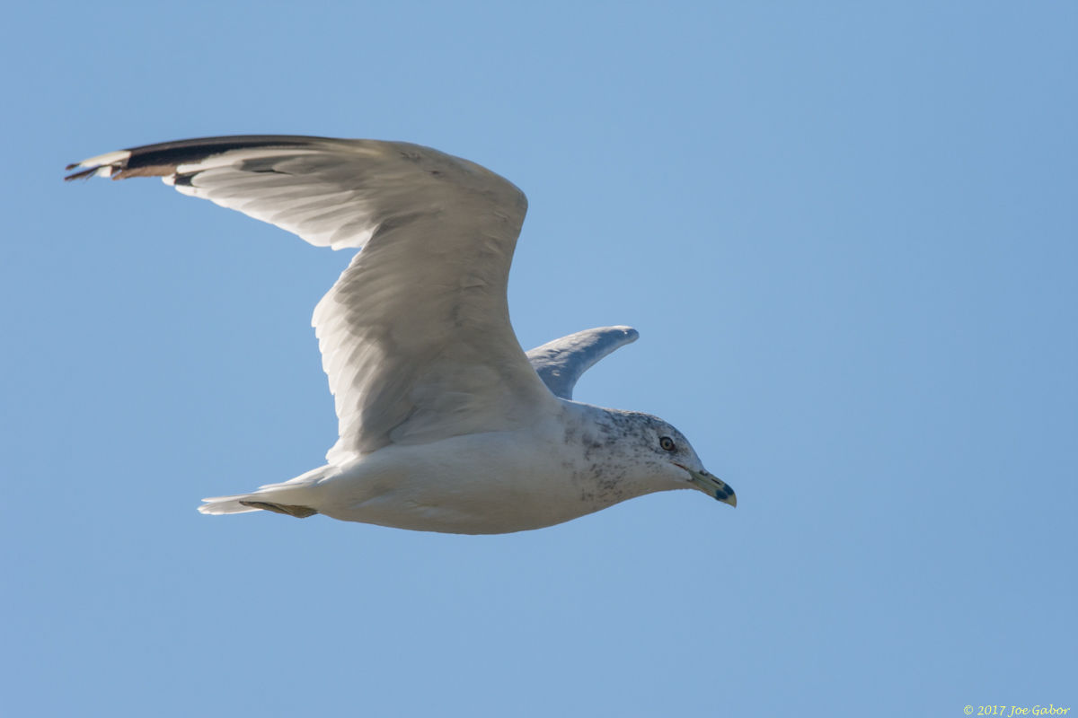 Ring-billed Gull
(Larus delawarensis)