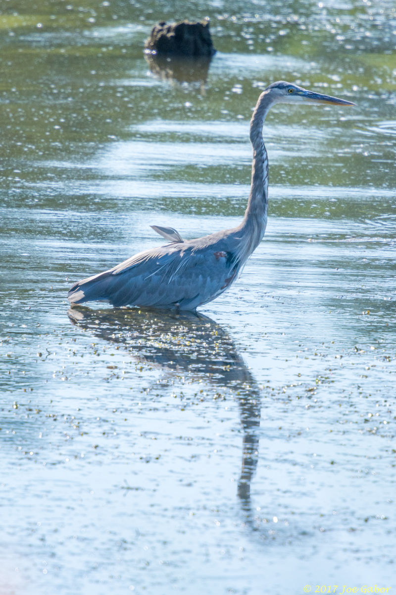 Great Blue Heron
(Ardea herodias)