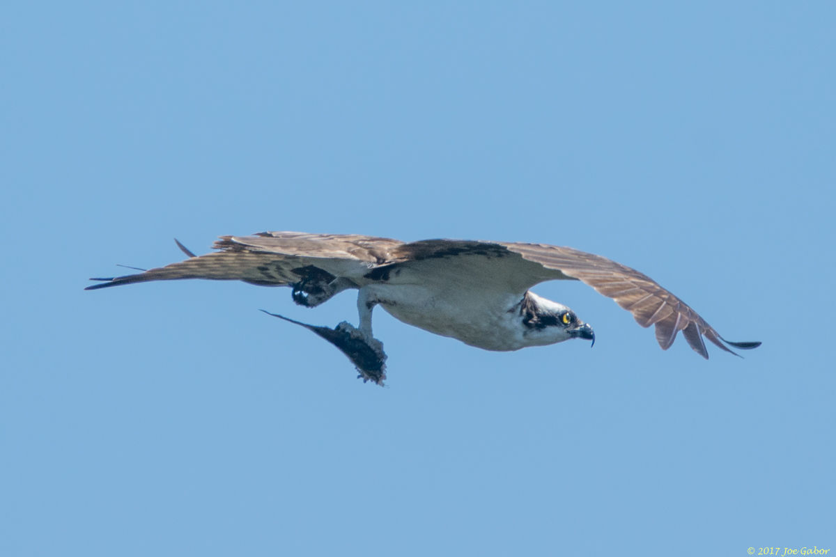 Osprey
(Pandion haliaetus)