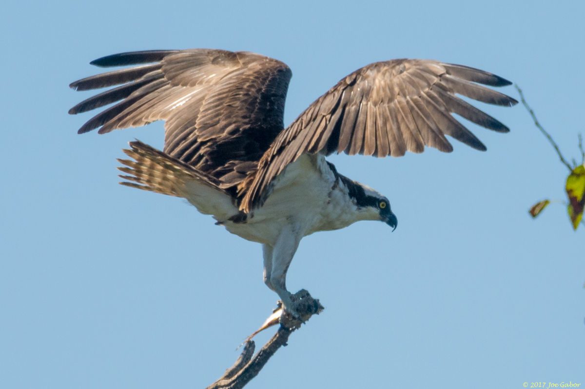 Osprey
(Pandion haliaetus)