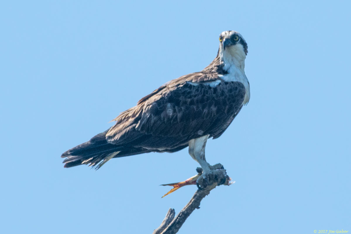 Osprey
(Pandion haliaetus)