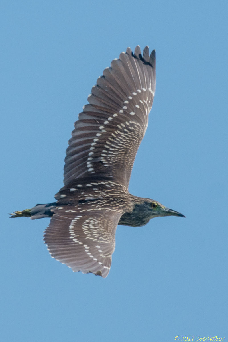 Black-crowned Night-Heron
(Nycticorax nycticorax)