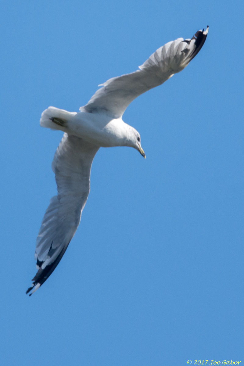 Ring-billed Gull
(Larus delawarensis)