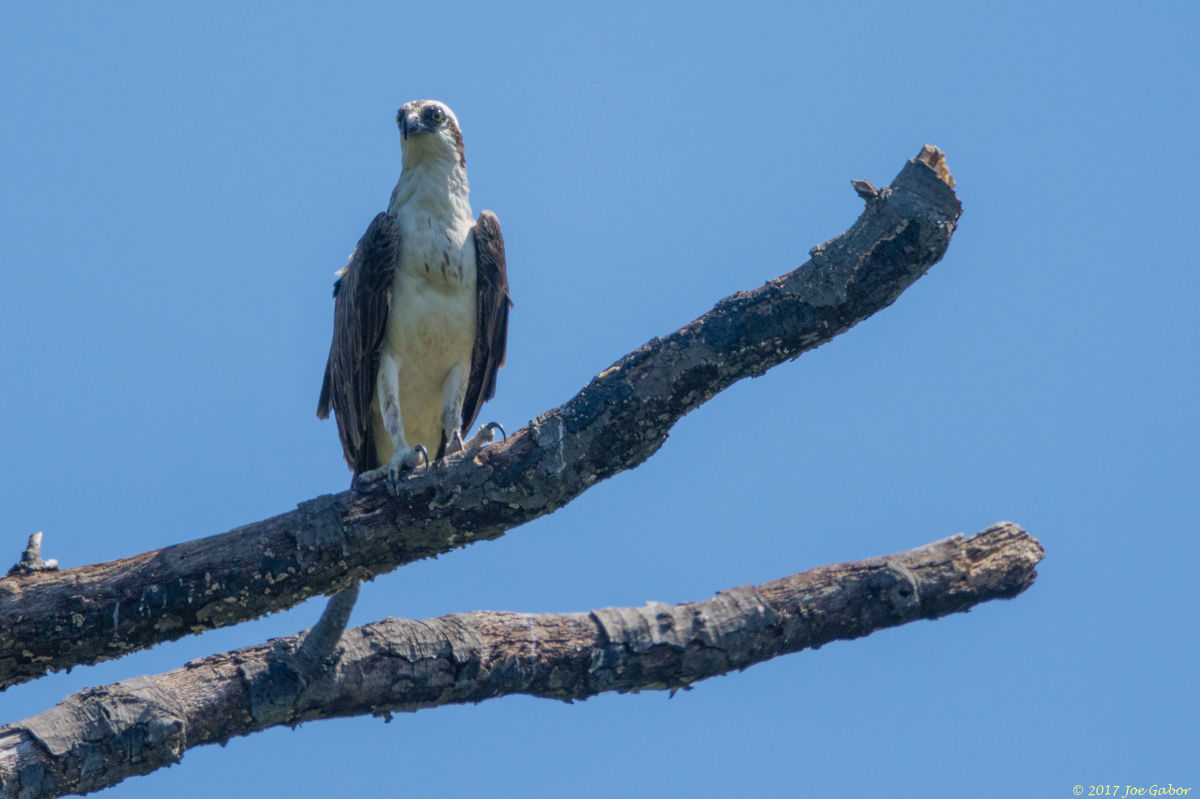 Osprey
(Pandion haliaetus)