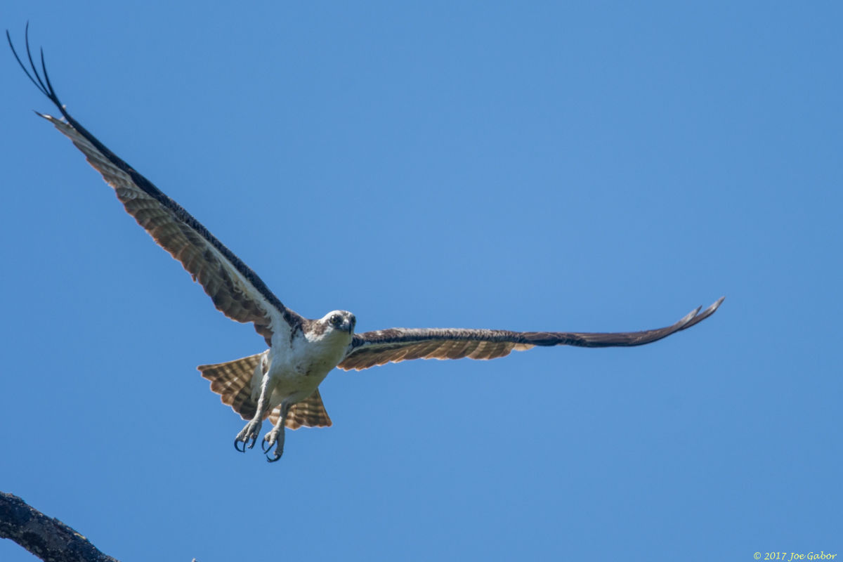 Osprey
(Pandion haliaetus)