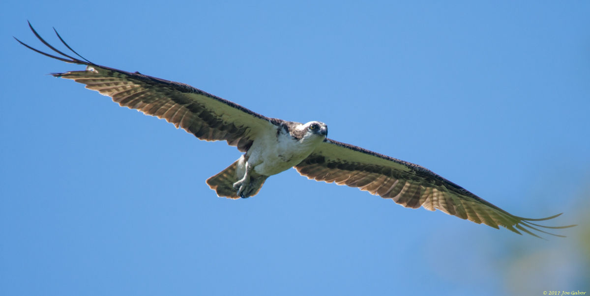 Osprey
(Pandion haliaetus)