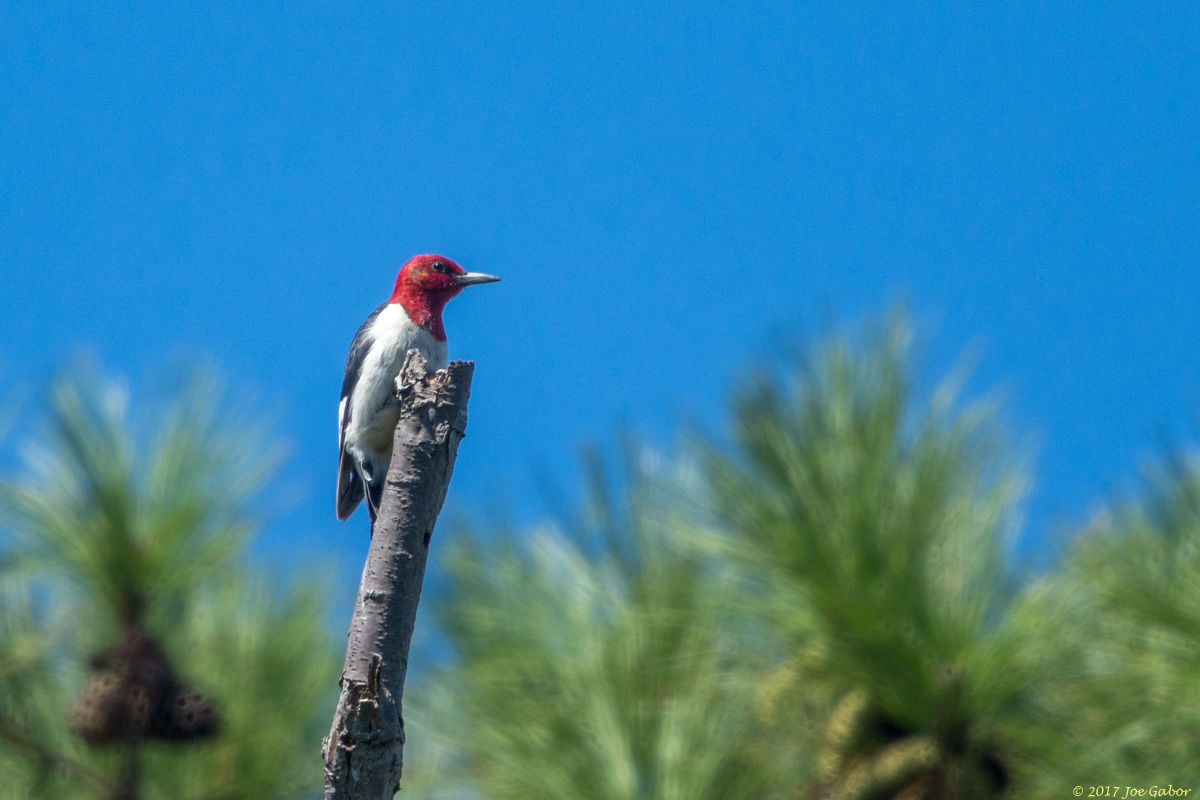 Red-headed Woodpecker
(Melanerpes erythrocephalus)