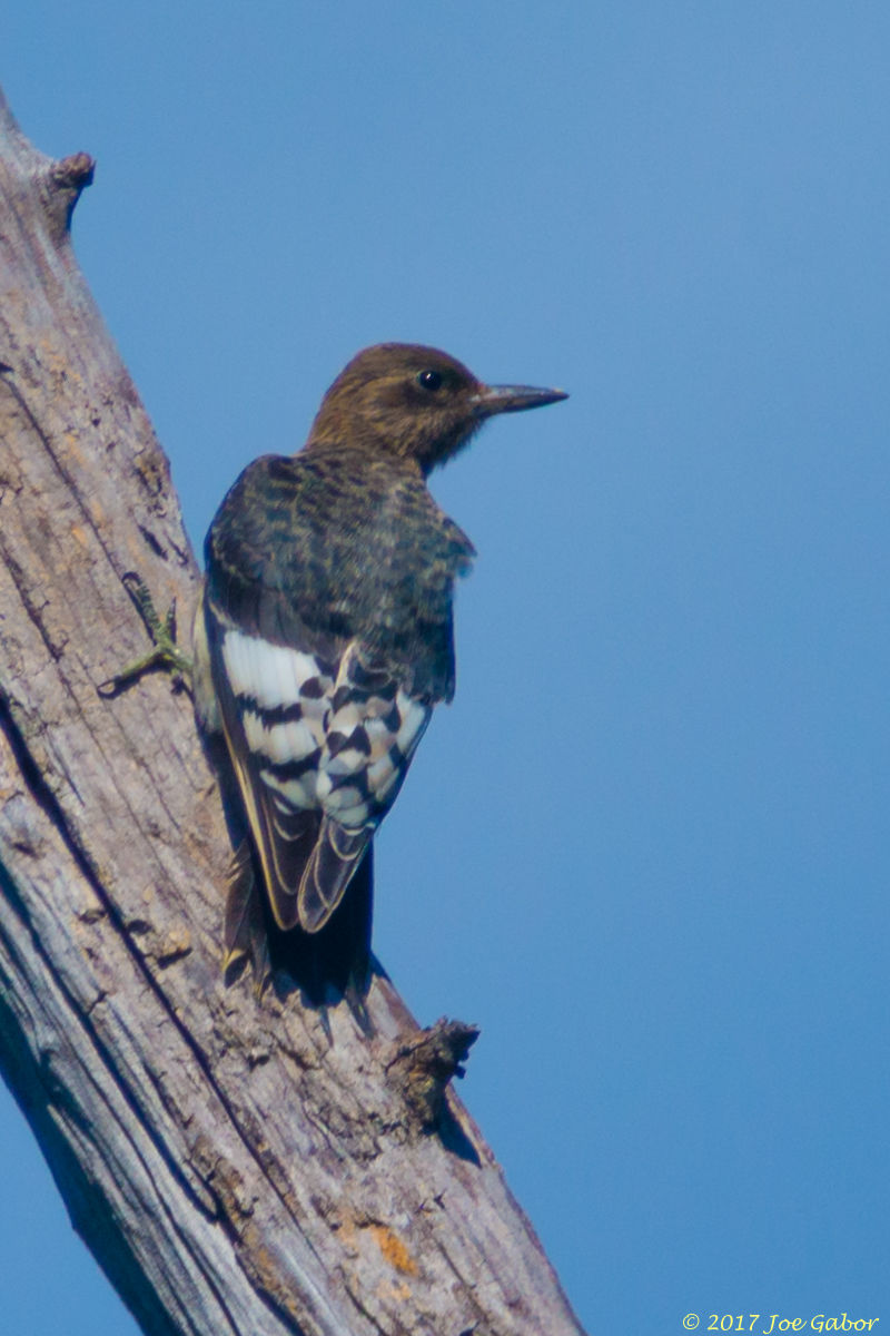 Red-headed Woodpecker
(Melanerpes erythrocephalus)