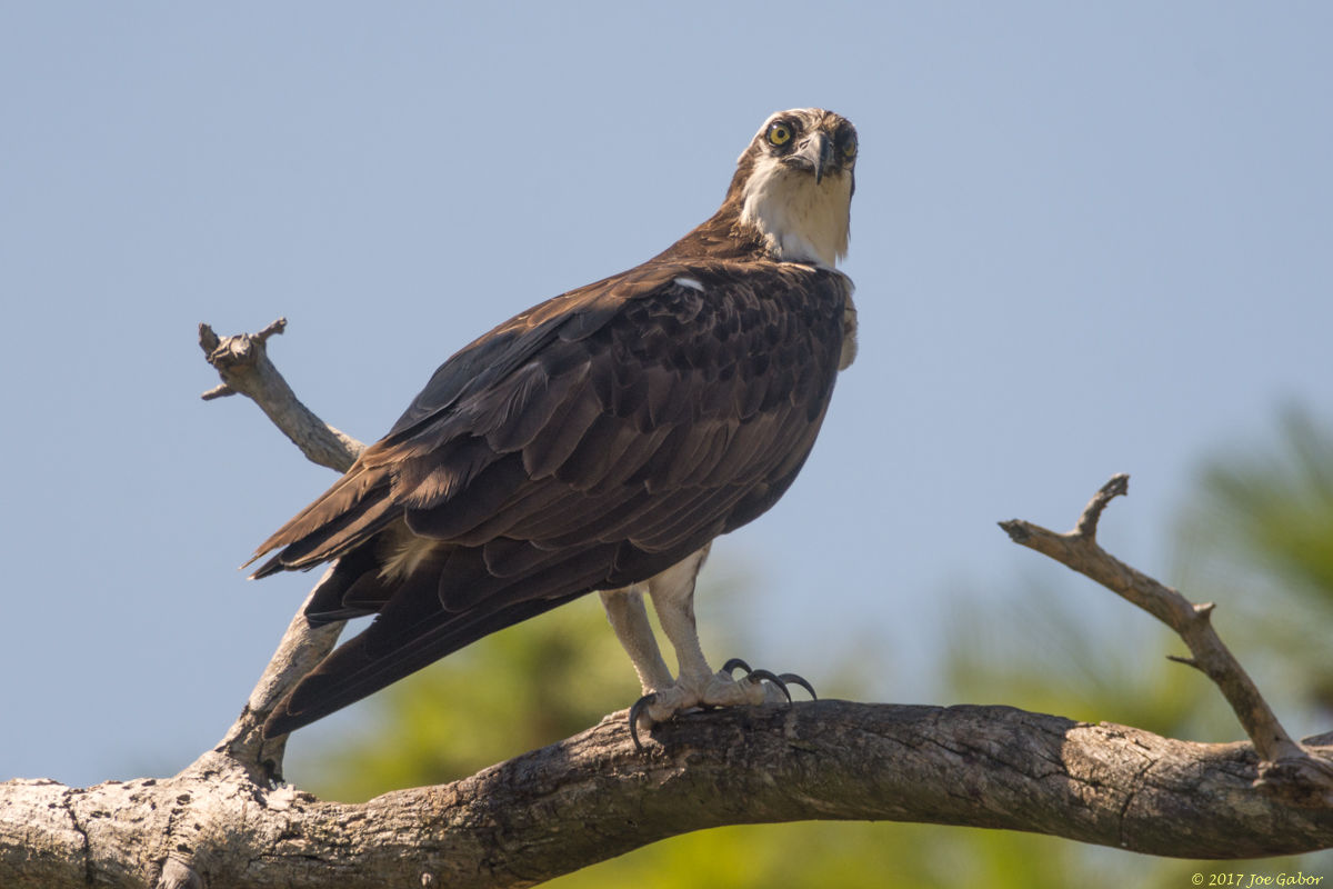 Osprey
(Pandion haliaetus)
