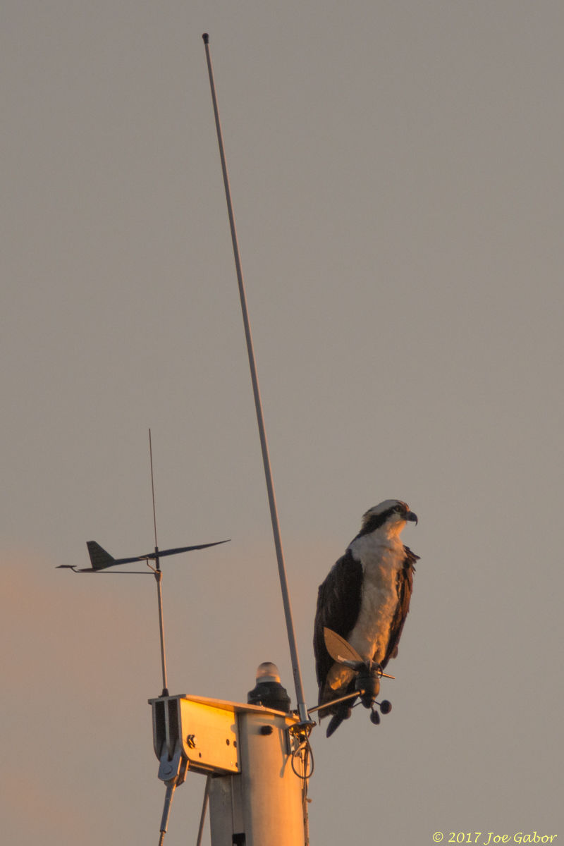 Osprey
(Pandion haliaetus)