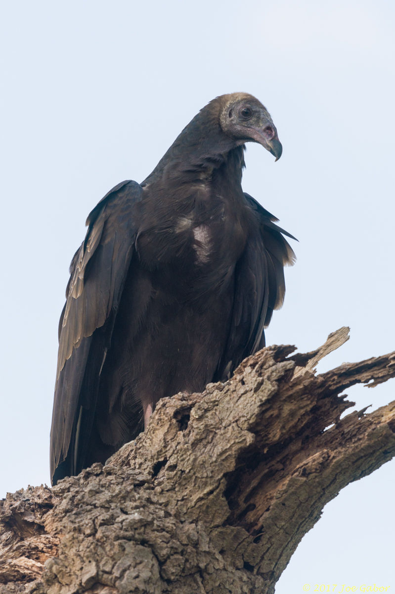Black Vulture
(Coragyps atratus)