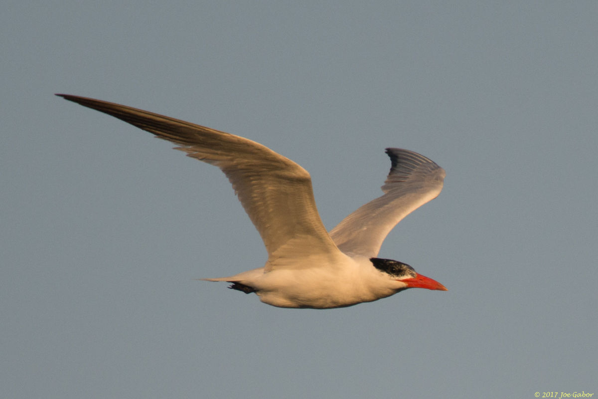 Caspian Tern
(Hydroprogne caspia)