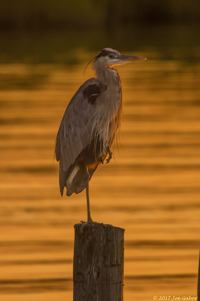 Great Blue Heron
(Ardea herodias)