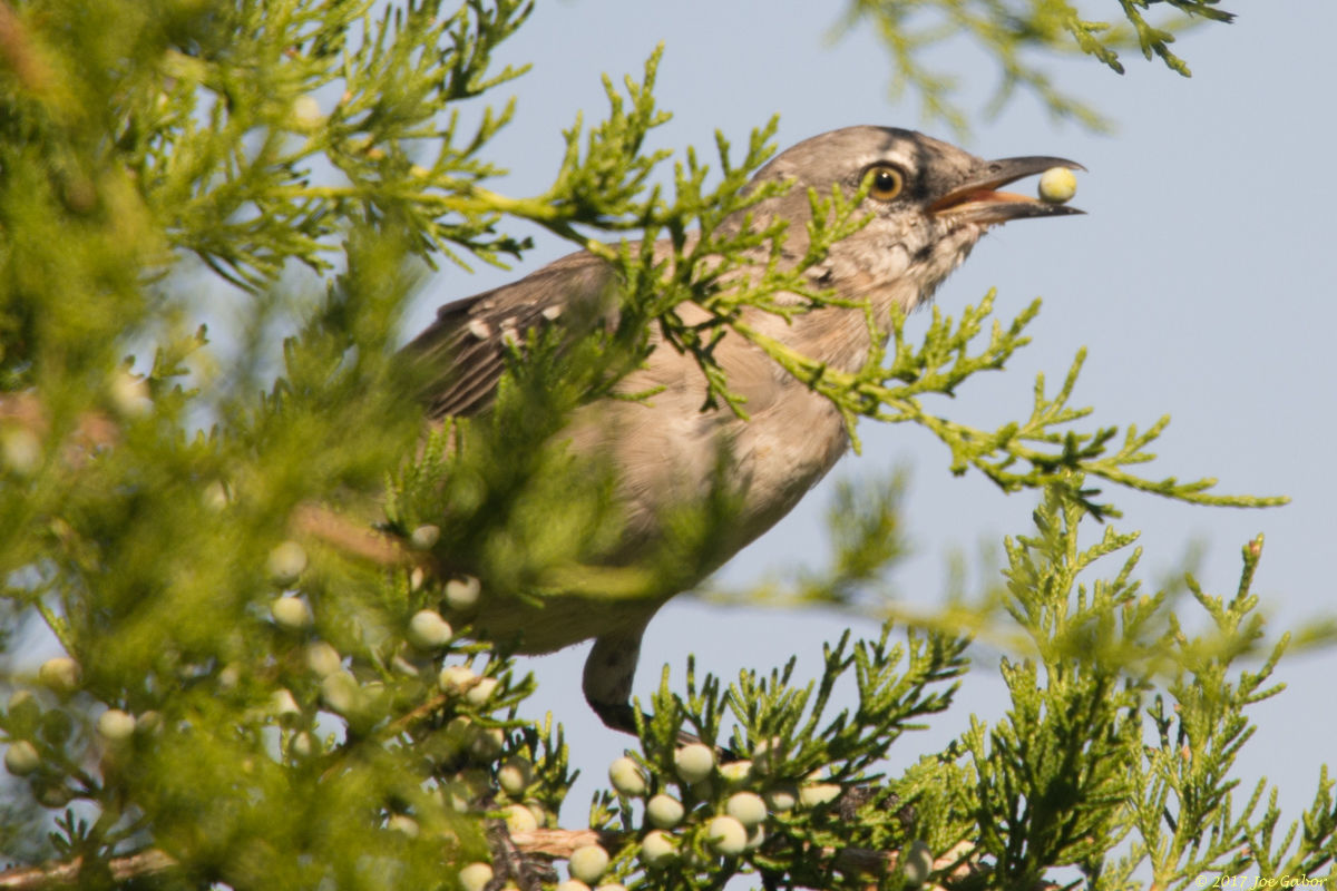 Northern Mockingbird
(Mimus polyglottos)