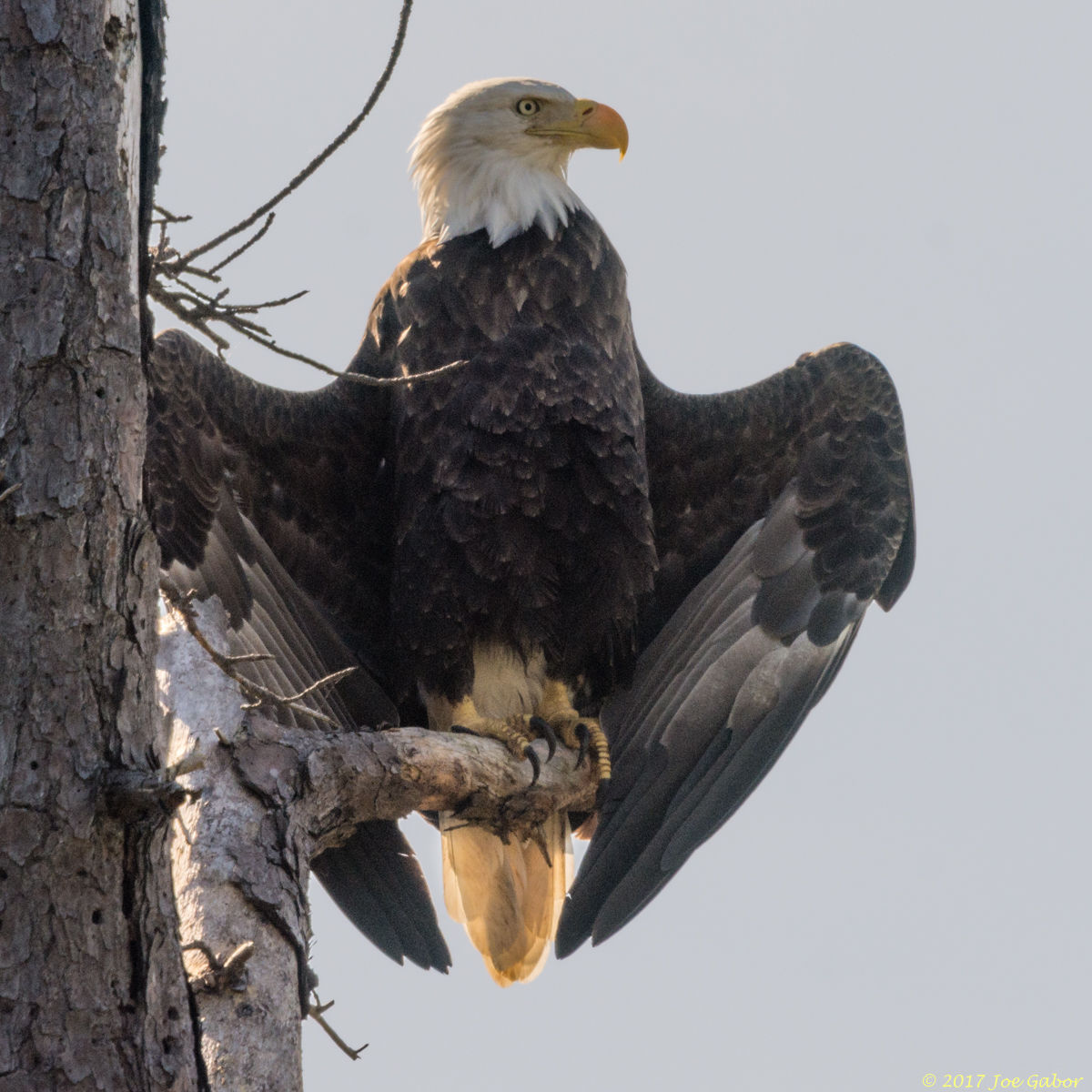 Bald Eagle
(Haliaeetus leucocephalus )
