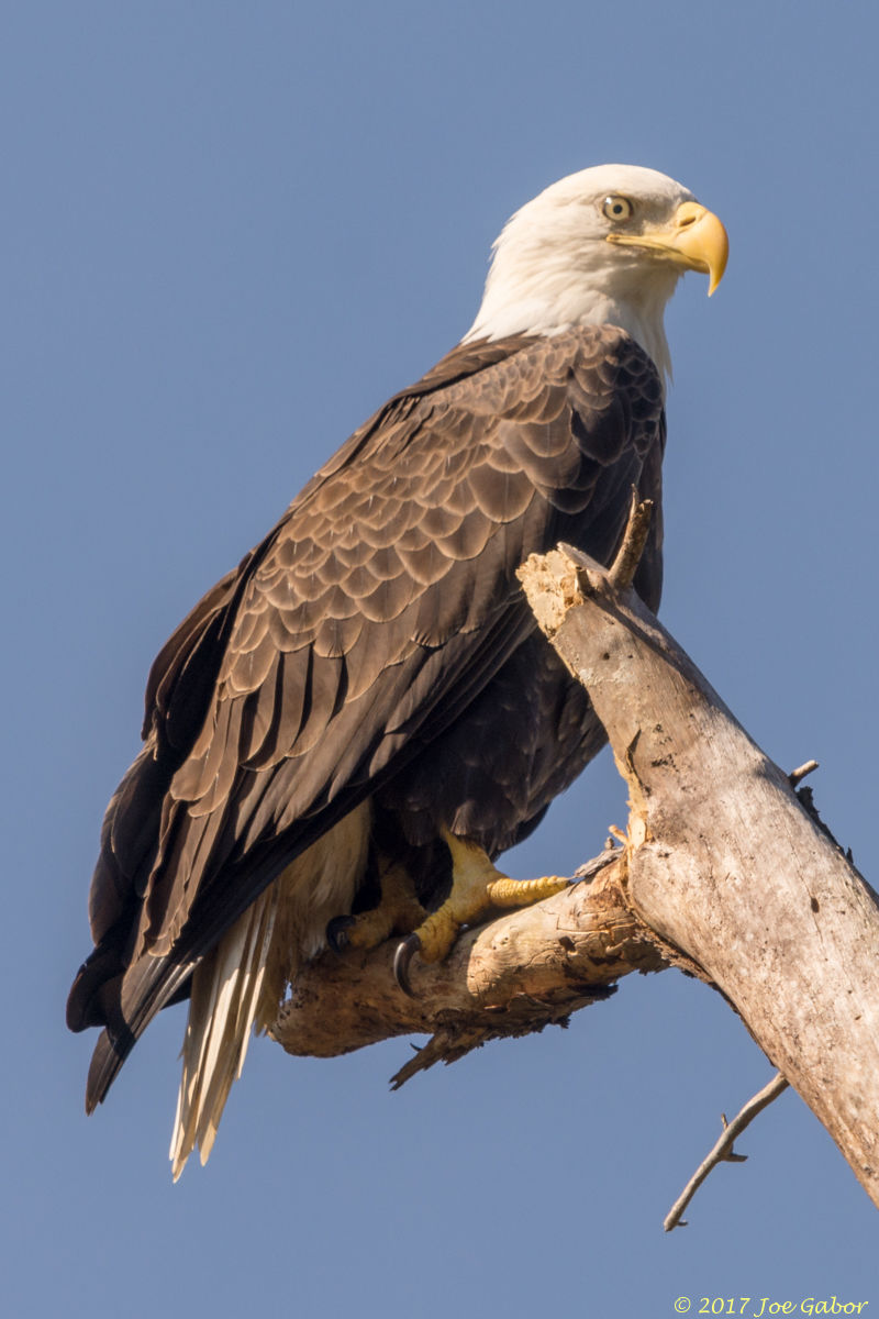 Bald Eagle
(Haliaeetus leucocephalus )