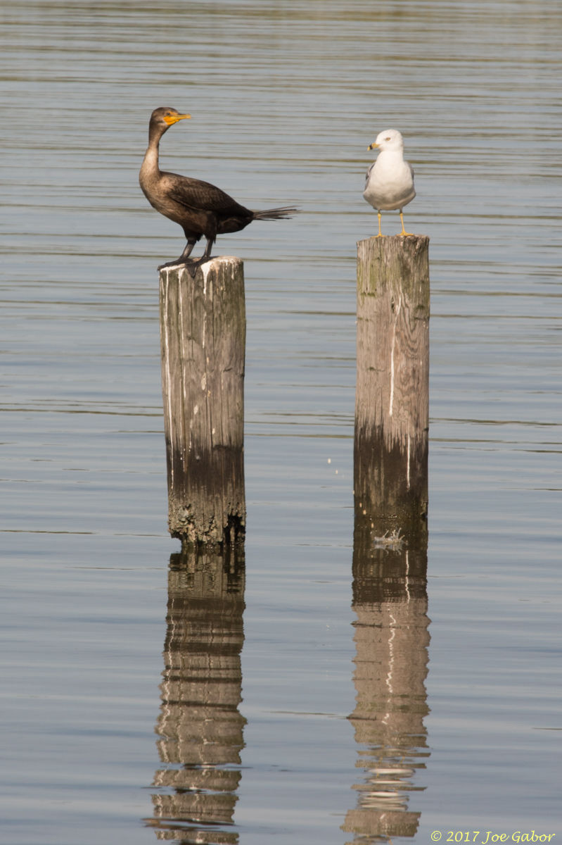 Double-crested Cormorant
(Phalacrocorax auritus)