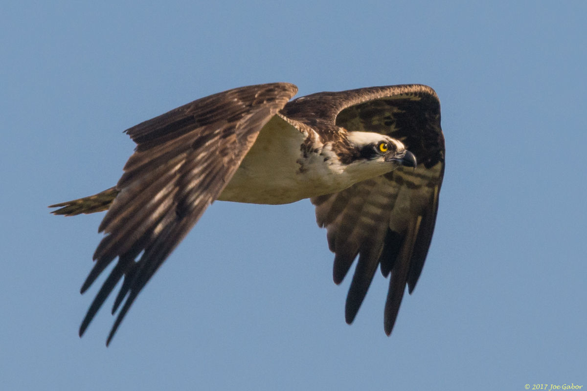 Osprey
(Pandion haliaetus)