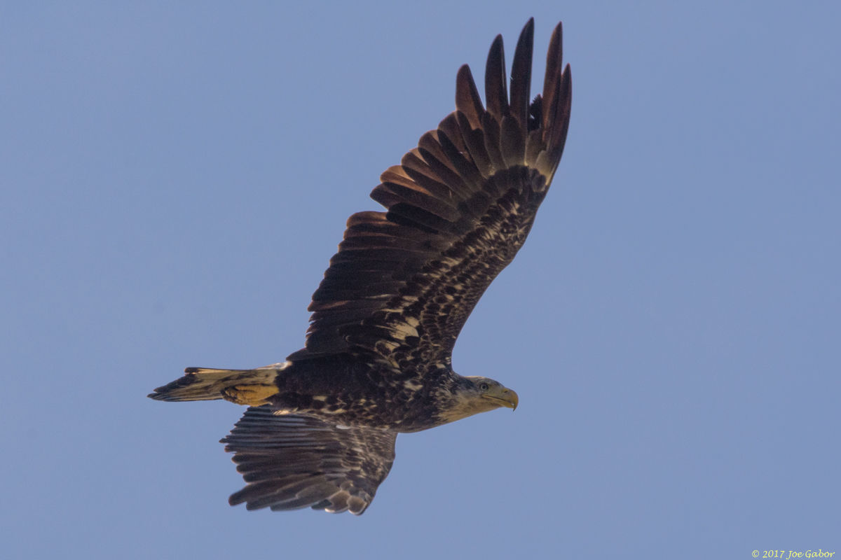 Bald Eagle
(Haliaeetus leucocephalus )